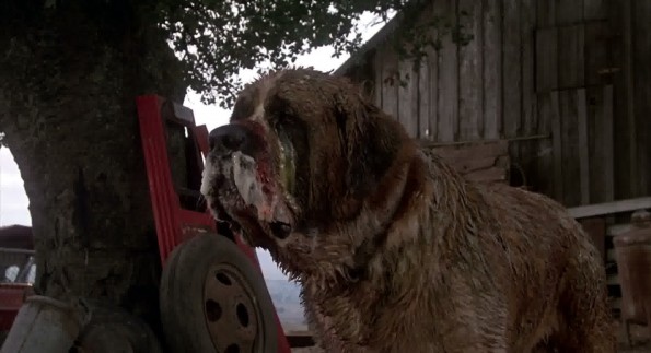 Cujo17