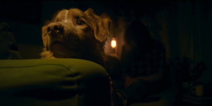 [Film] Good Boy, de Ben Leonberg (2025)